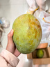京鲜生 攀枝花凯特芒果 净重4.5斤 单果700g 生鲜水果 源头直发 实拍图