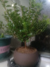 开时果 小叶赤楠盆景摆件 办公室桌面绿植花卉好养盆栽植物源头直发包邮 【推荐款】舍得紫砂盆+苔藓+底座 实拍图