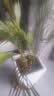 中梦散尾葵植物盆栽客厅大型绿植室内办公室凤尾竹盆景天堂鸟花卉 散尾葵高80-90厘米简易原盆 实拍图