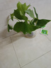 龙鳞春羽水培植物天堂鸟客厅绿萝盆栽花卉富贵竹龟背竹好养的绿植 精品春羽20-25cm【1棵】送营养液 实拍图