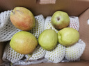京鲜生 新疆库尔勒香梨 净重4.5斤 单果140g以上 生鲜水果 礼盒装 实拍图