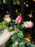意轩欧月果汁阳台室内观花植物花卉盆栽四季开花月季 艾莎【大苗】 实拍图