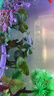 异景园鱼缸水族箱造景水榕沉木活体水草淡水无土植物后景真水草净水增氧 三头大叶榕沉木 实拍图