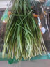 绿色韭菜250g 实拍图