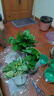 双盟绿萝盆栽除甲醛花卉绿植办公室新房净化空气180加仑4盆装源头直发 实拍图
