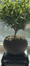 开时果 小叶赤楠盆景摆件 办公室桌面绿植花卉好养盆栽植物源头直发包邮 【推荐款】舍得紫砂盆+苔藓+底座 实拍图