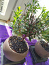 开时果 小叶赤楠盆景摆件 办公室桌面绿植花卉好养盆栽植物源头直发包邮 【热销款】舍得紫砂盆+黑石+底座 实拍图