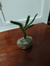 八芽海岛罗汉松指尖微型盆栽桌面小绿植迷你拇指好养植物源头直发包邮 凌云罗汉松 陶瓷盆-带盆栽好 实拍图