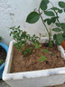 月季花苗四季开花大花浓香型灌木月季苗庭院阳台盆栽地栽玫瑰花苗 心上人【微月小花，多季节开花】 扦插小苗15-25cm高 1棵 实拍图
