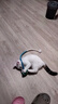 赞宠蓝色小鳄鱼摇摇绳猫玩具猫咪磨牙棒逗猫棒自嗨解闷耐咬小猫幼猫 实拍图