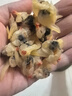 北海印象【北海特产】蛏子干200g淡晒蛏干蛏子肉干货煲汤干货源头直发包邮 实拍图
