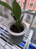 大叶金钻绿公主盆栽植物除甲醛绿植办公室四季常青室内客厅摆放花 【拍一发二】金钻+灰繁星吸水盆 含盆高度15-20厘米 实拍图