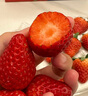 京鲜生 丹东99红颜奶油草莓 300g装 单果14-20g 生鲜水果 实拍图