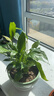【热销款】白掌一帆风顺盆栽水培植物室内花绿植红掌发财树吸甲醛 特级白掌带花+杏色提拉米苏盆 实拍图