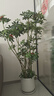 叹为观止大型植物发财树各种大颗盆栽开业乔迁客厅办公室内好养大型花卉 造型鸭脚木【1.4-1.6米】 含盆 实拍图