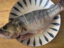 鲜活冲浪河鲈鱼400-500g/条 实拍图