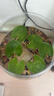 水培一叶莲浮萍迷你水草净化水质鱼缸造景睡莲花水生水养花卉植物 一叶莲 【3片装】尺寸8-11厘米 实拍图