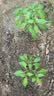 蔬菜苗秧苗大全带土辣椒苗西红柿苗番茄苗四季种植庭院阳台 不辣灯笼椒苗3颗带土球 实拍图