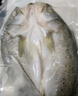仙泉湖三去白蕉海鲈鱼1斤/条净膛冷冻刺少肉厚珠海特产500g生鲜食材 实拍图