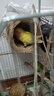 万宠汇 鸟活体虎皮鹦鹉笼养牡丹玄风活鸟学说话手养小太阳鹦鹉和尚鹦鹉 黄桃牡丹鹦鹉1只（公母备注） 实拍图