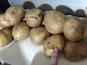 京鲜生恩施小土豆净重3斤 单果30-100g新鲜黄心马铃薯洋芋源头直发 实拍图