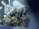 初鲜大号冷冻带黄扇贝肉净重2斤约80-120颗烧烤火锅食材海鲜水产送礼 实拍图