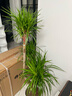叹为观止 大型盆栽 单杆辫子发财树天堂鸟绿萝散尾葵办公室内开业乔迁礼品 多头龙血树1.3-1.5米【钻石盆】 含盆 实拍图