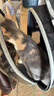 licheers猫包外出大号宠物背包便携太空舱猫笼狗袋双肩透气大容量猫咪书包 实拍图