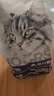 卫仕膳食平衡全价全阶段猫粮10kg 成猫幼猫通用猫粮猫咪食品 实拍图