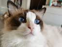 佩玛思特黑金系列全价鲜肉猫粮 泌尿道呵护成猫粮5.4kg添加嘉吉后生元 实拍图