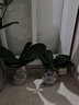 御卉阁蝴蝶兰盆栽室内观花植物客厅阳台带盆栽好花卉四季好养易活绿植 蝶恋蝴蝶兰+透明原盆+原土 实拍图