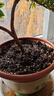 美乐棵 喜酸营养土养花花肥园艺种植土花土肥料盆栽绿植专用土壤8L 实拍图