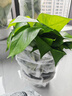 双盟绿萝盆栽除甲醛花卉绿植办公室新房净化空气180加仑4盆装源头直发 实拍图