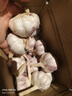 紫白皮蒜水果大蒜超市即食生鲜蔬菜大蒜 【精选】净重 2.8斤 单果3.5-5cm 实拍图