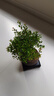 开时果 小叶赤楠盆景摆件 办公室桌面绿植花卉好养盆栽植物源头直发包邮 【推荐款】舍得紫砂盆+苔藓+底座 实拍图