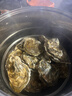 乳山牡蛎 鲜活乳山生蚝2XL 净重3斤 9-12只 生鲜海鲜  源头直发 烧烤食材 实拍图