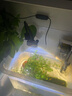 燕之雁 南美缸射灯 水陆雨林缸三色可调焦射灯 鱼缸照明水草灯 3w 实拍图