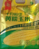 十月稻田 黑糯玉米 3.52斤(220g*8根) 东北玉米 杂粮粗粮 低脂早餐 新米 实拍图