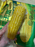 十月稻田 黄糯玉米 3.52斤(220g*8根) 25年新玉米 东北玉米 早餐 低脂粗粮 实拍图