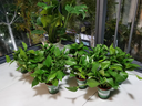 双盟绿萝盆栽除甲醛花卉绿植办公室新房净化空气 120款10盆源头直发 实拍图
