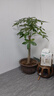 大型植物发财树各种大颗盆栽开业乔迁客厅办公室内好养大型绿植 独杆发财树1.1-1.2米+黑福盆 实拍图