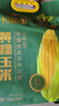 十月稻田 四平黄糯玉米 3.52斤(220g*8根)东北玉米棒 低脂早餐 零食 实拍图