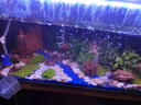 逸乐宠鱼缸水草植物大坨草增氧阴性增氧淡水新手懒人水榕造景水培坨草 趴地矮珍珠小坨 实拍图