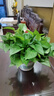 双盟绿萝盆栽除甲醛花卉绿植办公室新房净化空气180加仑1盆装源头直发 实拍图