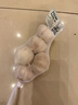 大蒜头出口品质网兜紫蒜蔬菜调料新鲜大果烧烤火锅食材 【精品网兜装】5头装 150g 实拍图