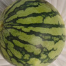京鲜生 无籽麒麟大西瓜 1粒装 7-9斤 生鲜水果 实拍图