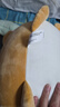MINISO名创优品柴犬小猪弹力超柔娃娃可爱毛绒玩偶抱枕生日礼物公仔圣诞 趣味阿柴（36*21cm） 见详情图 实拍图