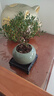 开时果 小叶赤楠盆景摆件 办公室桌面绿植花卉好养盆栽植物源头直发包邮 【热销款】哥窑浸墨盆+苔藓+底座 实拍图