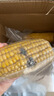 当季新货头茬东北黄甜糯玉米棒真空包装低脂黄糯大棒甜东北黏苞米 黄糯玉米【120-160克】6根 实拍图