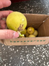 京典光年广西灵山钦蜜9号百香果 黄金百香果纯甜水果新鲜现摘整箱 精品大果净重2斤（单果70±5g） 实拍图